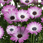 Osteospermum Soleo Rose Bicolor